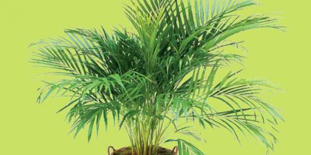 5 Simple Tips for a Bushy Areca Palm