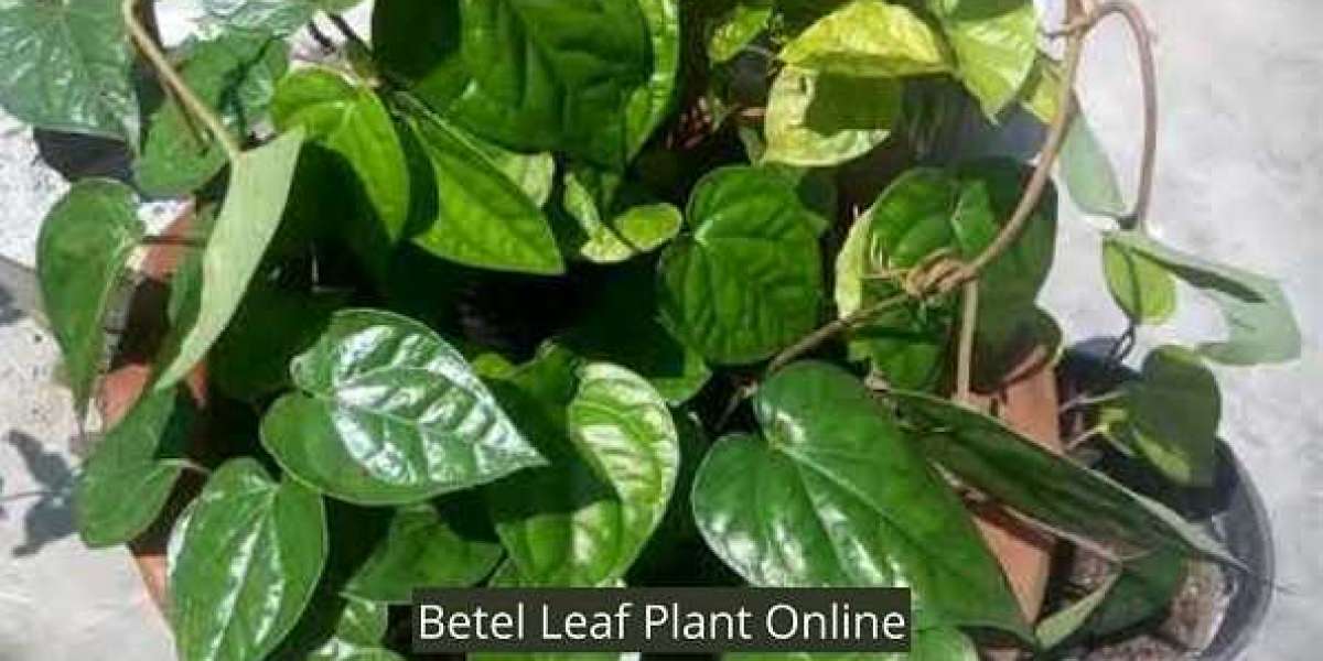 Betel Leaf Plant: Medicinal Properties and Best Growing Tips  