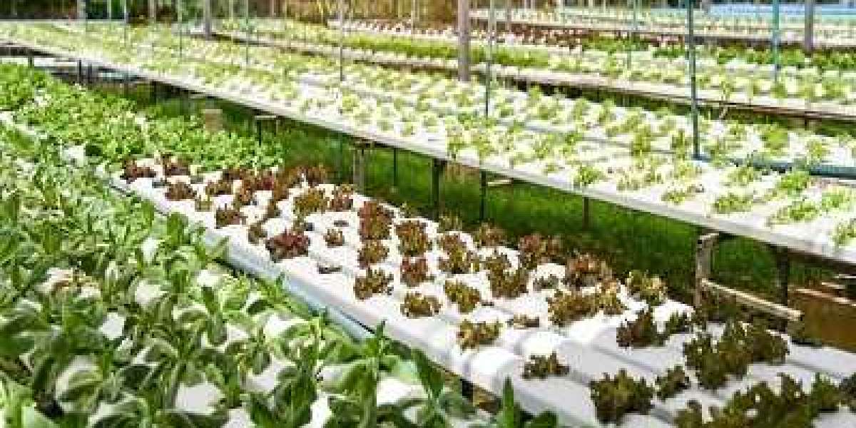 Saudi Arabia Hydroponics Market to Grow Due to Technological Advancement until 2026