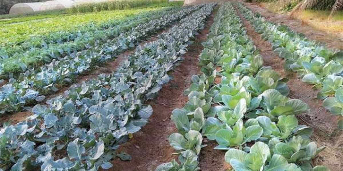 Saudi Arabia Organic Farming Market to Grow Due to Technological Advancement until 2026