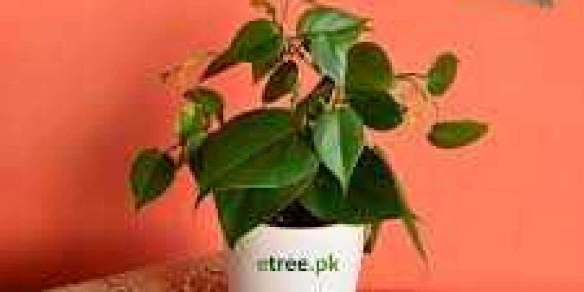 What Is The Best Season To Plant Trees?