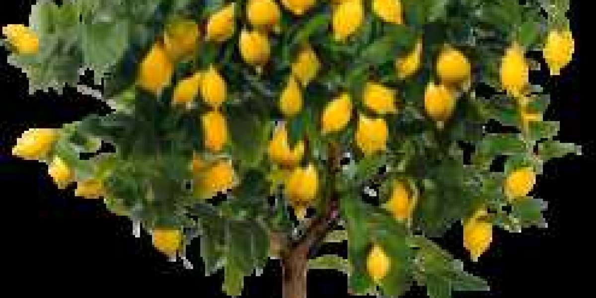How to make a perfect avocado Plant?