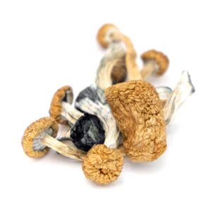 Why the B+ Mushrooms are the Ultimate Beginner Shrooms