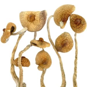 Buy Magic Mushrooms Online in Canada | Magic Mushroom