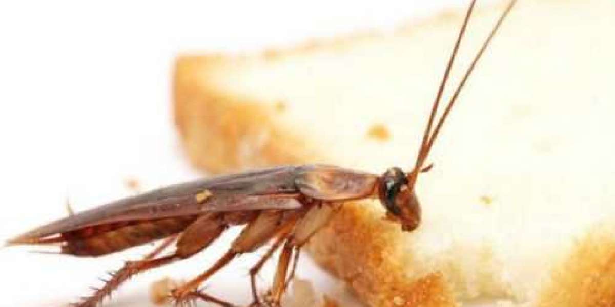 will antifreeze kill roaches