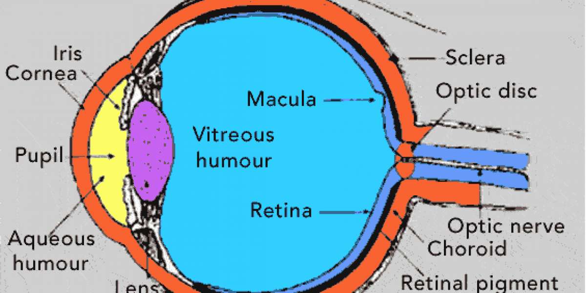 What Is The Physiology Of Vision?