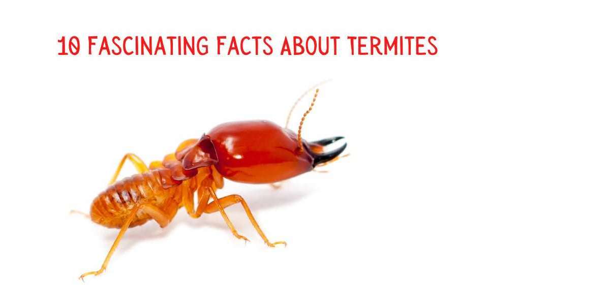 10 Fascinating Facts About Termites