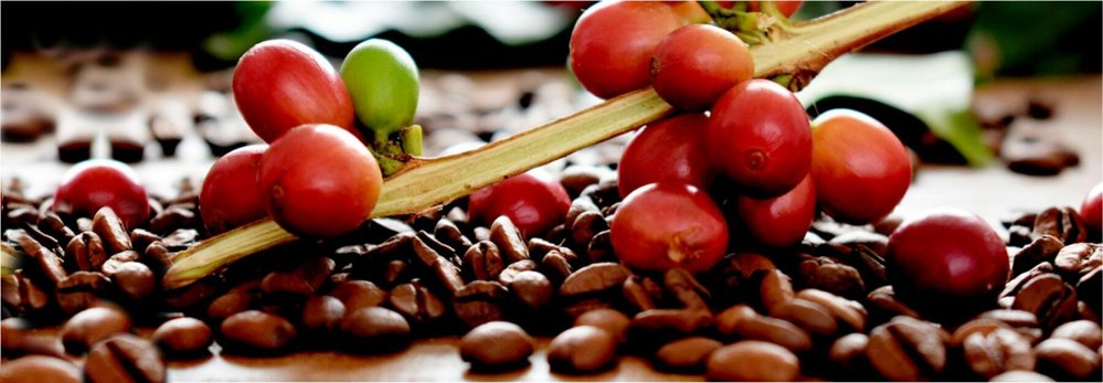 Amazing Facts about Kona Coffee | Pearltrees