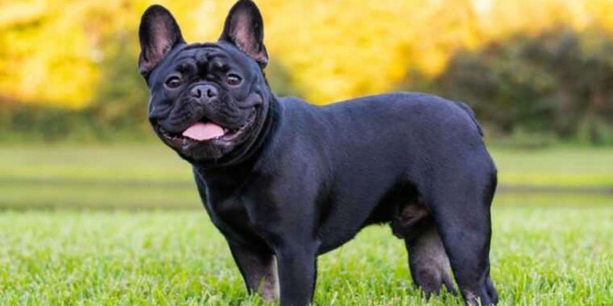 Reasons Why Choosing a Meaningful Name for Your French Bulldog!