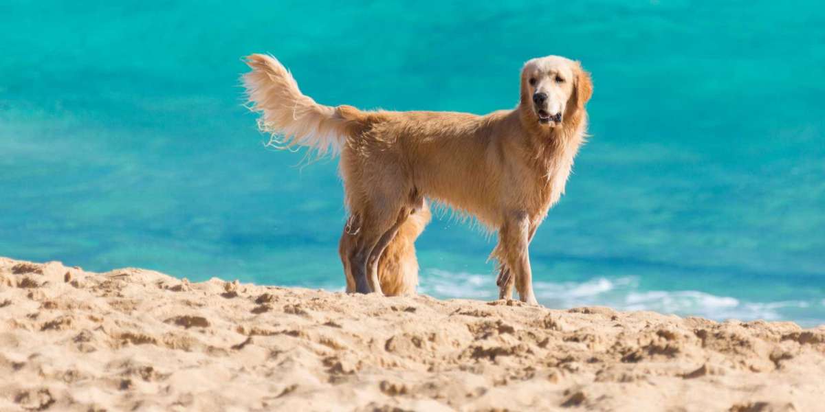 Find Australia's Best Dog Beaches and Enjoy | Common Activities!