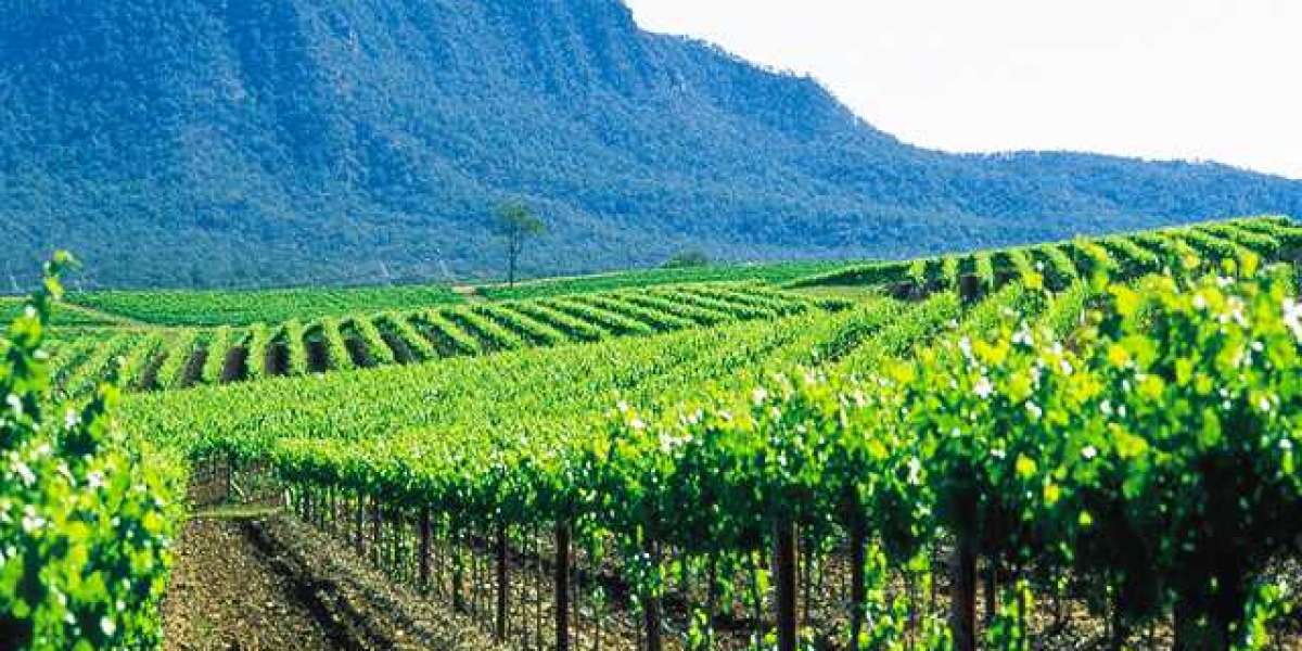 Reason of Private Hunter Valley Wine Tours | Explained