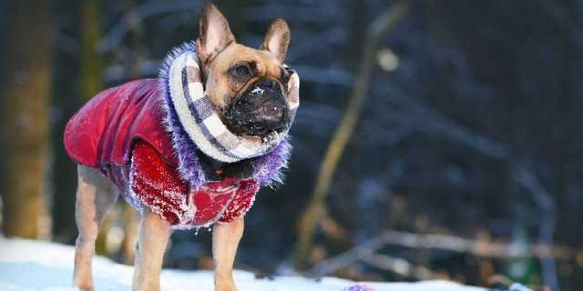 The Benefits of Dressing Up Your Furry Friend: Why Frenchie Dog Clothes are More Than Just Fashion