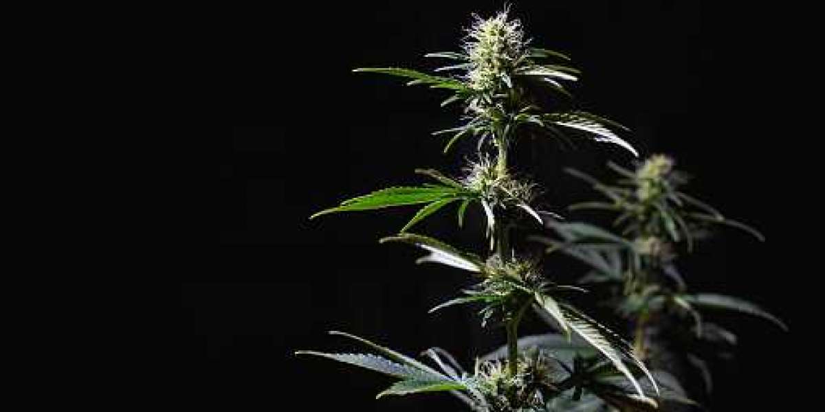 North America Cannabis Market Size, Key Players, Statistics, Gross Margin, and Forecast 2030