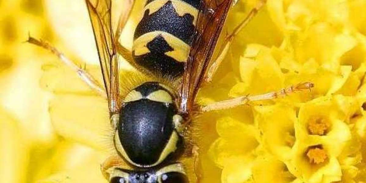 Are You In Search of Best Pest Control Methods? Find It here!