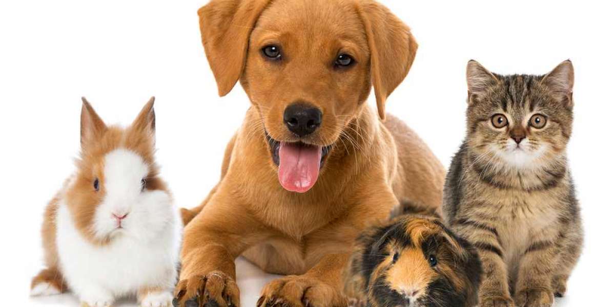 Pet Insurance Market 2023 | Industry Share and Forecast 2028