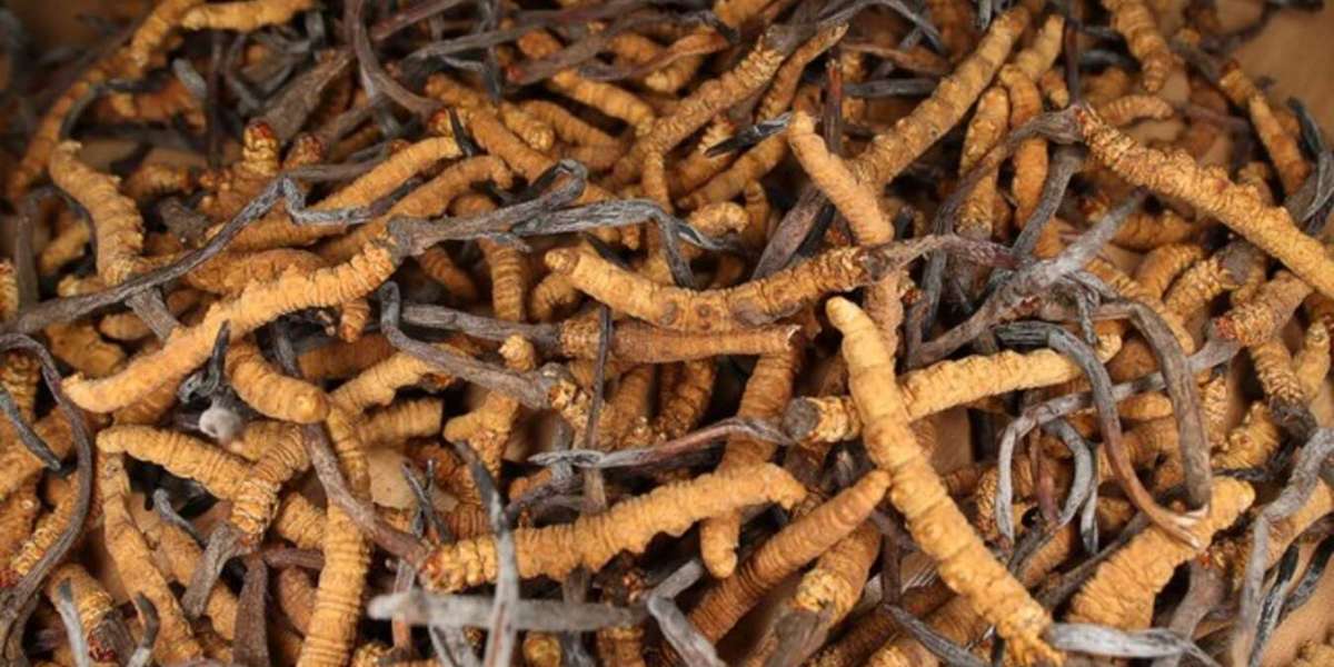 Eat Cordyceps to protect your liver and fight fatigue!