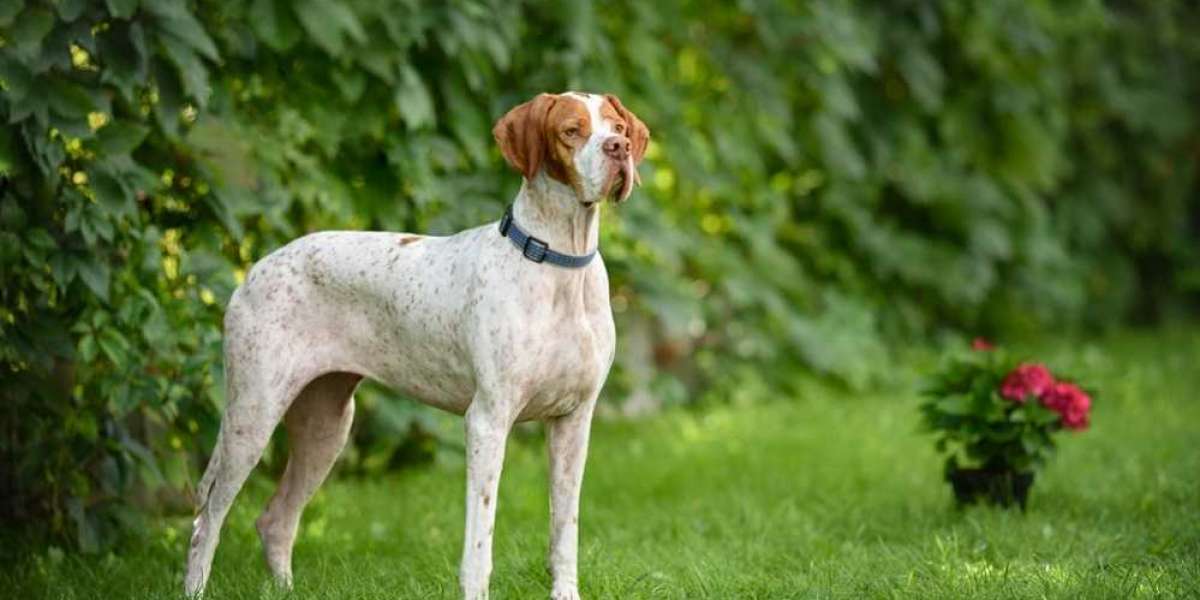 Pointer Perfection – Exploring the Diverse Breeds of Pointer Dogs