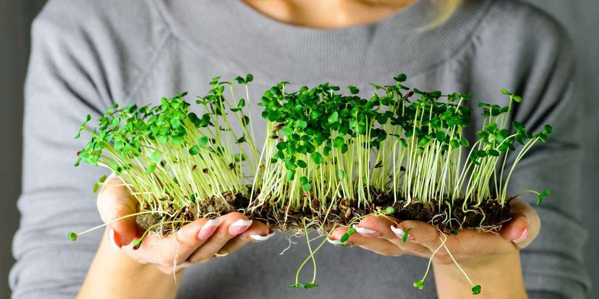 Microgreens Manufacturing Plant 2024: Detailed Project Report, Raw Materials Requirement, Cost and Revenue