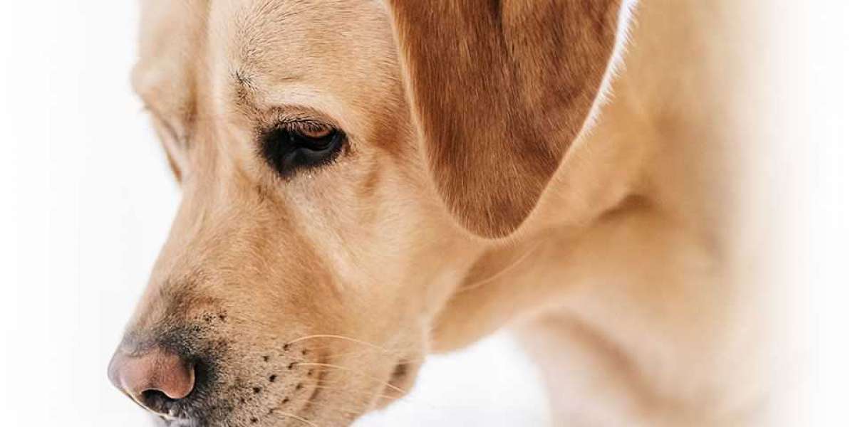 How to Say Goodbye: Pet Euthanasia in San Antonio