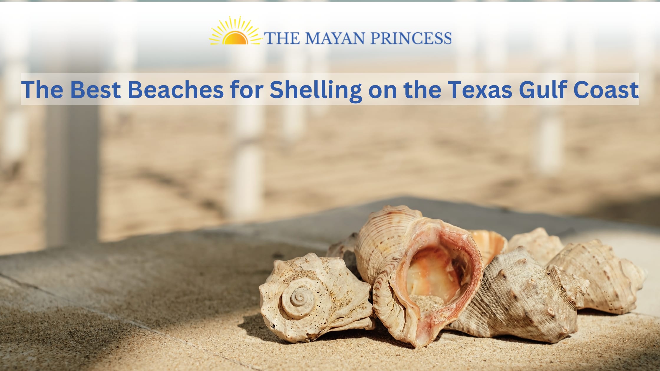 Beaches To Visit To Have An Unforgettable Shelling Experience in Texas | Journal