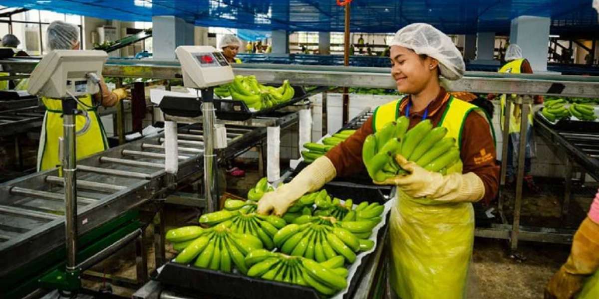 Banana Processing Plant Project Report 2025: Machinery Requirements, Cost and Revenue